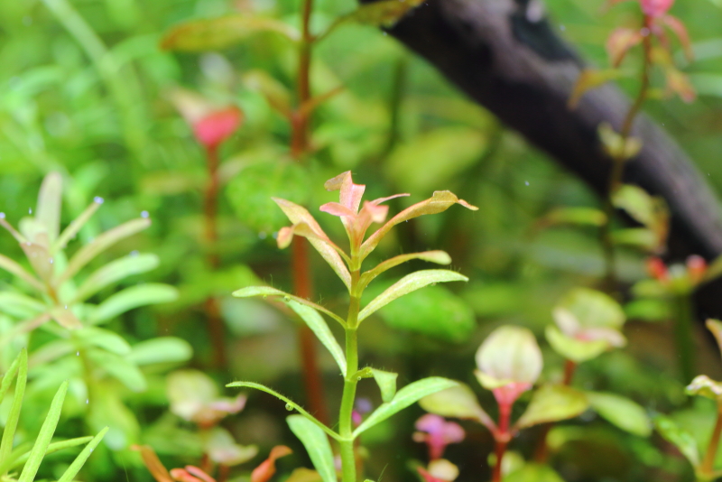 植栽から9日目　アラグアイア　レッドクロスプランツ